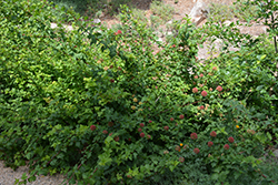 Pacific Ninebark (Physocarpus capitatus) at Lakeshore Garden Centres