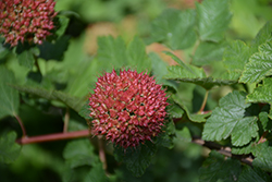 Pacific Ninebark (Physocarpus capitatus) at Lakeshore Garden Centres