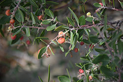 Wayside Hooker's Manzanita (Arctostaphylos hookeri 'Wayside') at Lakeshore Garden Centres