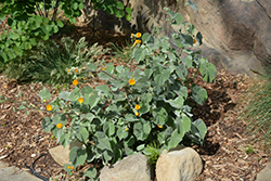 Palmer's Indian Mallow (Abutilon palmeri) at Lakeshore Garden Centres
