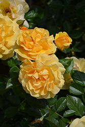 Julia Child Rose (Rosa 'WEKvosstuno') at Lakeshore Garden Centres