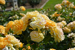 Julia Child Rose (Rosa 'WEKvosstuno') at Lakeshore Garden Centres