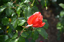 All That Jazz Rose (Rosa 'TWOadvance') at Lakeshore Garden Centres