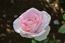 Francis Meilland Rose (Rosa 'Meitroni') at Lakeshore Garden Centres