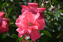 Lady Elsie May Rose (Rosa 'Lady Elsie May') at Lakeshore Garden Centres