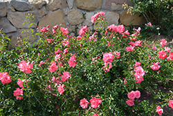 Lady Elsie May Rose (Rosa 'Lady Elsie May') at Lakeshore Garden Centres