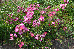 Daydream Rose (Rosa 'Daydream') at Lakeshore Garden Centres