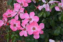 First Light Rose (Rosa 'First Light') at Lakeshore Garden Centres