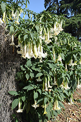 Double White Angel's Trumpet (Brugmansia x candida 'Double White') at Lakeshore Garden Centres