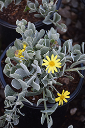 Vaalbietou (Chrysanthemoides incana) at Lakeshore Garden Centres