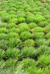 Low Bulrush (Scirpus cernuus) at Lakeshore Garden Centres