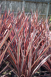 Guardsman New Zealand Flax (Phormium 'Guardsman') at Lakeshore Garden Centres