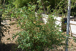 Golden Goddess Bamboo (Bambusa multiplex 'Golden Goddess') at Lakeshore Garden Centres