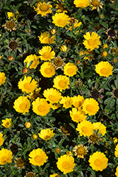 Gold Coin Daisy (Asteriscus maritimus) at Lakeshore Garden Centres