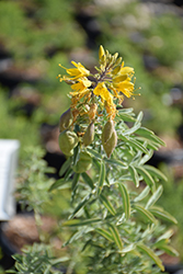 Bladderpod Bush (Peritoma arborea) at Lakeshore Garden Centres