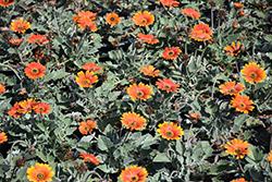 Pumpkin Pie African Daisy (Arctotis 'Archnah') at Lakeshore Garden Centres
