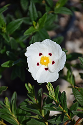 Gum Rockrose (Cistus ladanifer) at Lakeshore Garden Centres