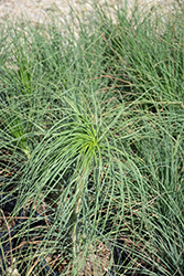 Jacob's Rod (Asphodeline lutea) at Lakeshore Garden Centres