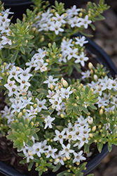 Putah Creek Groundcover Myoporum (Myoporum parvifolium 'Putah Creek') at Lakeshore Garden Centres