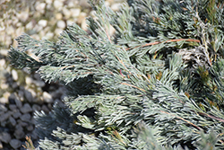 Albany Woolly Bush (Adenanthos x cunninghamii) at Lakeshore Garden Centres