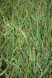Fairy Tales Evergreen Fountain Grass (Pennisetum 'Fairy Tales') at Lakeshore Garden Centres