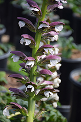 Bear's Breeches (Acanthus mollis) at Lakeshore Garden Centres