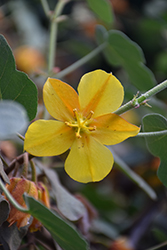 Ken Taylor Fremontodendron (Fremontodendron 'Ken Taylor') at Lakeshore Garden Centres