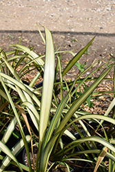 Cream Delight New Zealand Flax (Phormium 'Cream Delight') at Lakeshore Garden Centres
