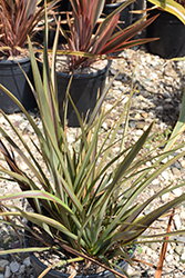 Sea Jade New Zealand Flax (Phormium 'Sea Jade') at Lakeshore Garden Centres