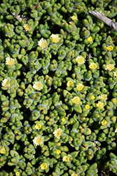 Pickle Plant (Delosperma echinatum) at Lakeshore Garden Centres