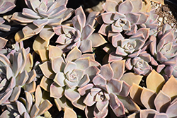 Ghost Plant (Graptopetalum paraguayense) at Lakeshore Garden Centres