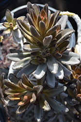 Chocolate Soldier Panda Plant (Kalanchoe tomentosa 'Chocolate Soldier') at Golden Acre Home & Garden