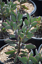 Vertical Leaf Senecio (Senecio crassissimus) at Lakeshore Garden Centres