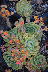Dondo Echeveria (Echeveria 'Dondo') at Lakeshore Garden Centres