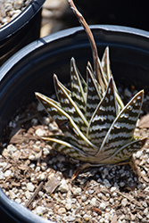 Tiger Aloe (Gonialoe variegata) at Lakeshore Garden Centres