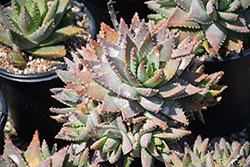 Large Short-leaved Aloe (Aloe brevifolia var. depressa) at Lakeshore Garden Centres