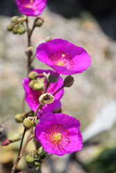 Jazz Time Rock Purslane (Cistanthe grandiflora 'Jazz Time') at Lakeshore Garden Centres