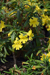 Jelly Bean Lemon Monkeyflower (Mimulus 'Jelly Bean Lemon') at Lakeshore Garden Centres