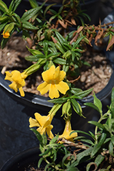Burst Lemon Monkey Flower (Mimulus 'Bosburem') at Lakeshore Garden Centres