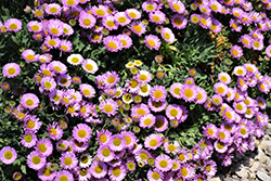 Sea Breeze Seaside Daisy (Erigeron glaucus 'Sea Breeze') at Lakeshore Garden Centres