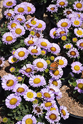 Bountiful Seaside Daisy (Erigeron glaucus 'Bountiful') at Lakeshore Garden Centres