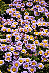 Cape Sebastian Seaside Daisy (Erigeron glaucus 'Cape Sebastian') at Lakeshore Garden Centres