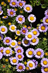 Cape Sebastian Seaside Daisy (Erigeron glaucus 'Cape Sebastian') at Lakeshore Garden Centres