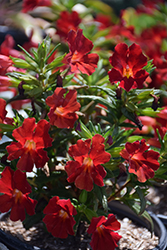 Burst Berry Monkey Flower (Mimulus 'Bosburber') at Lakeshore Garden Centres
