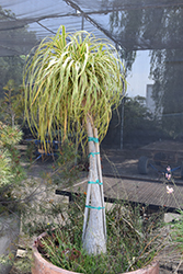 Gold Star Variegated Pony Tail Palm (Beaucarnea 'Gold Star') at Lakeshore Garden Centres