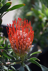Jody Jewell Pincushion (Leucospermum 'Jody Jewell') at Lakeshore Garden Centres