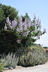 Sapphire Dragon Tree (Paulownia kawakamii) at Lakeshore Garden Centres