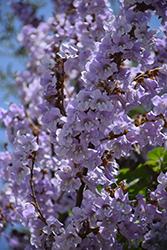 Sapphire Dragon Tree (Paulownia kawakamii) at Lakeshore Garden Centres