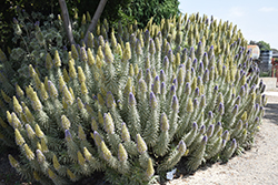 Star of Madeira (Echium candicans 'Star of Madeira') at Lakeshore Garden Centres