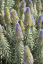 Star of Madeira (Echium candicans 'Star of Madeira') at Lakeshore Garden Centres